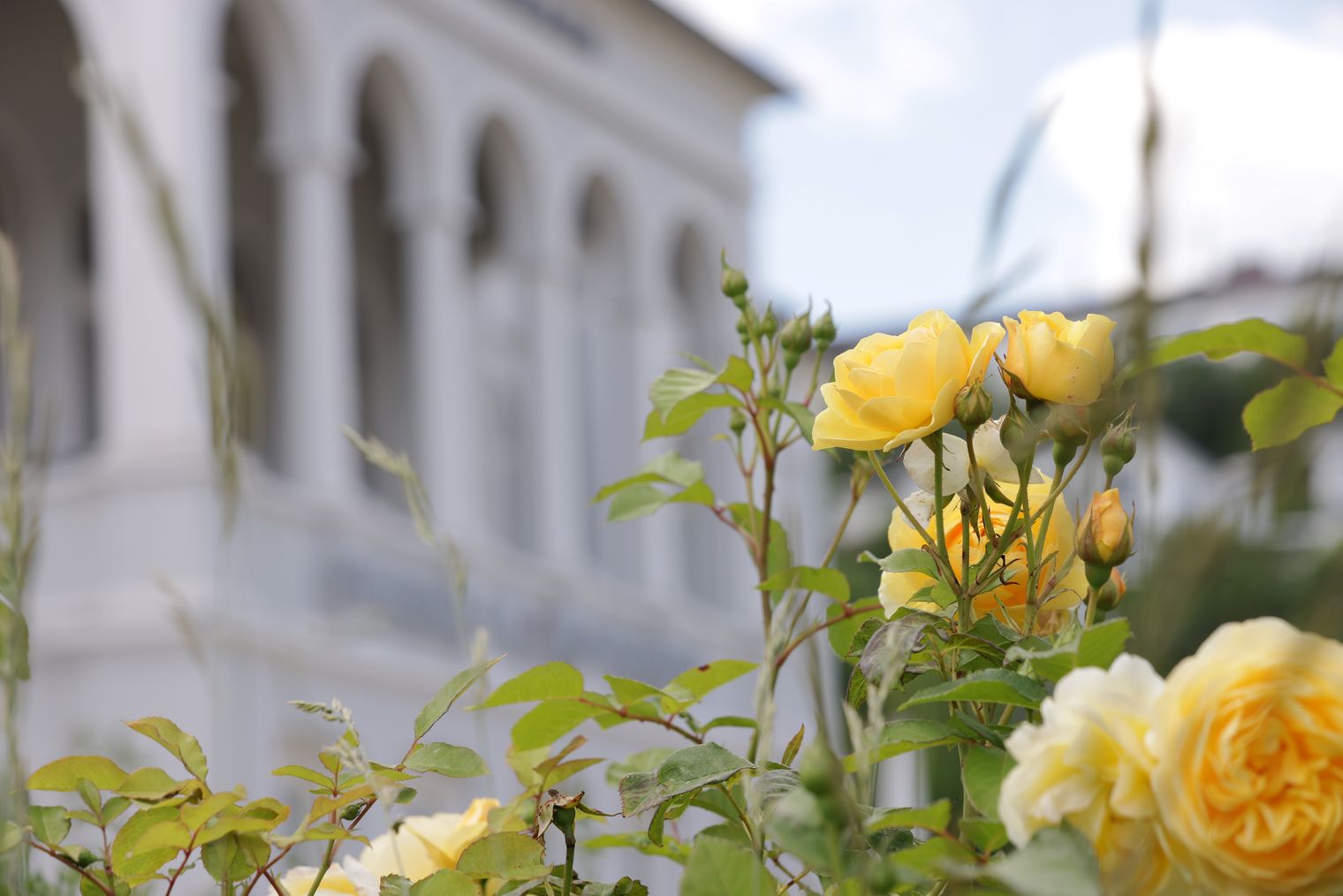 Ausschnitt des Kurhauses Bad Schwalbach mit gelben Rosen im Vordergrund